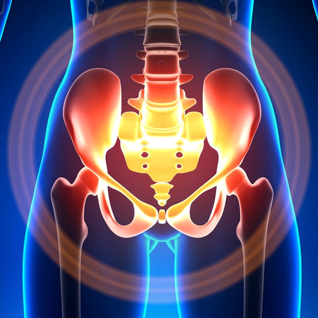 Illustration of the pelvic and lower spine area highlighting bones and joints in the human body